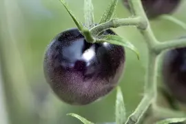 Solanum lycopersicum (Tomaat) - afbeelding 72