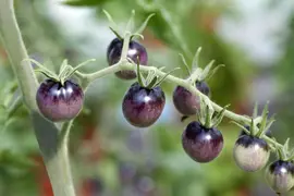 Solanum lycopersicum (Tomaat) - afbeelding 74