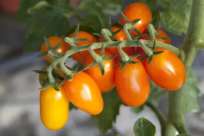 Solanum lycopersicum (Tomaat) - afbeelding 77