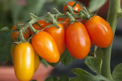 Solanum lycopersicum (Tomaat) - afbeelding 78