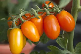 Solanum lycopersicum (Tomaat) - afbeelding 78