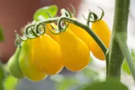 Solanum lycopersicum (Tomaat) - afbeelding 87