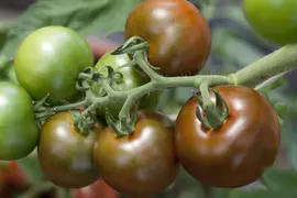 Solanum lycopersicum (Tomaat) - afbeelding 95