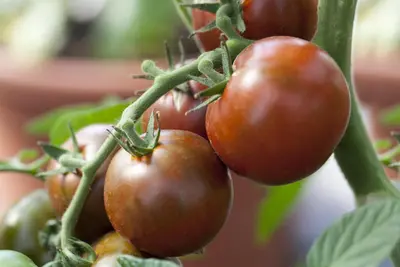 Solanum lycopersicum (Tomaat) - afbeelding 97