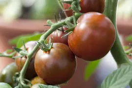 Solanum lycopersicum (Tomaat) - afbeelding 97
