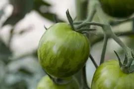 Solanum lycopersicum (Tomaat) - afbeelding 99
