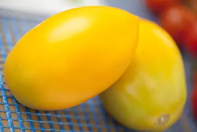 Solanum lycopersicum (Tomaat) - afbeelding 103