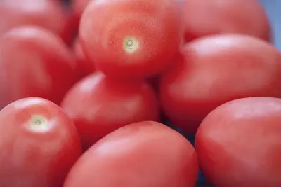 Solanum lycopersicum (Tomaat) - afbeelding 104