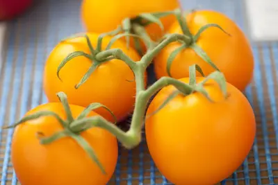Solanum lycopersicum (Tomaat) - afbeelding 105