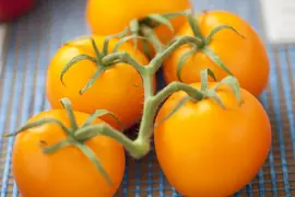 Solanum lycopersicum (Tomaat) - afbeelding 105