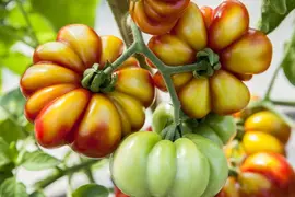Solanum lycopersicum (Tomaat) - afbeelding 113