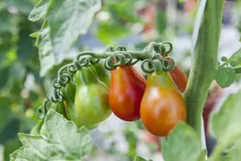 Solanum lycopersicum (Tomaat) - afbeelding 132