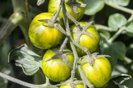 Solanum lycopersicum (Tomaat) - afbeelding 148