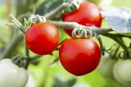 Solanum lycopersicum (Tomaat) - afbeelding 150