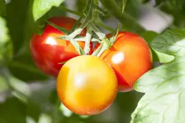 Solanum lycopersicum (Tomaat) - afbeelding 152