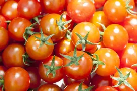 Solanum lycopersicum (Tomaat) - afbeelding 154
