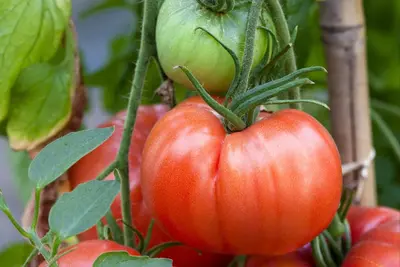 Solanum lycopersicum (Tomaat) - afbeelding 159