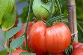 Solanum lycopersicum (Tomaat) - afbeelding 159