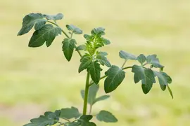 Solanum lycopersicum (Tomaat) - afbeelding 174