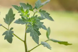 Solanum lycopersicum (Tomaat) - afbeelding 175