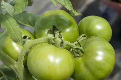 Solanum lycopersicum (Tomaat) - afbeelding 182