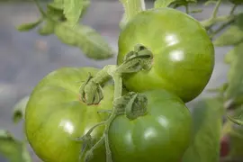 Solanum lycopersicum (Tomaat) - afbeelding 183