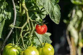 Solanum lycopersicum (Tomaat) - afbeelding 184