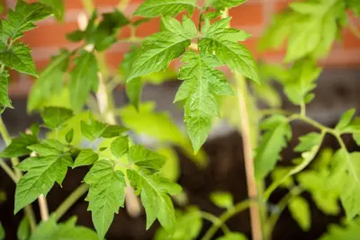 Solanum lycopersicum (Tomaat) - afbeelding 185