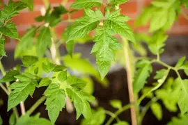 Solanum lycopersicum (Tomaat) - afbeelding 185
