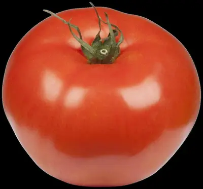 Solanum lycopersicum (Tomaat) - afbeelding 171