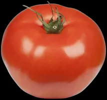 Solanum lycopersicum (Tomaat) - afbeelding 171