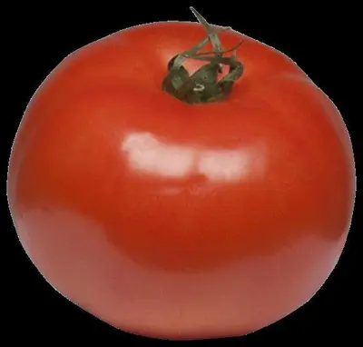 Solanum lycopersicum (Tomaat) - afbeelding 169