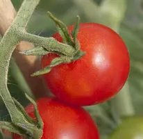 Solanum lycopersicum (Tomaat) - afbeelding 30