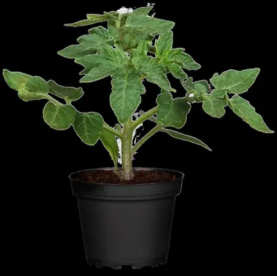 Solanum lycopersicum (Tomaat) - afbeelding 108
