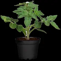 Solanum lycopersicum (Tomaat) - afbeelding 108