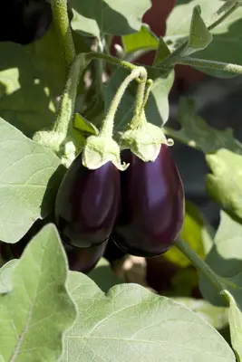Solanum melongena (Aubergine) - afbeelding 2