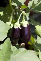 Solanum melongena (Aubergine) - afbeelding 2