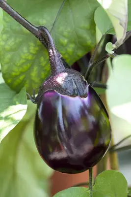 Solanum melongena (Aubergine) - afbeelding 3