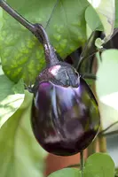 Solanum melongena (Aubergine) - afbeelding 3