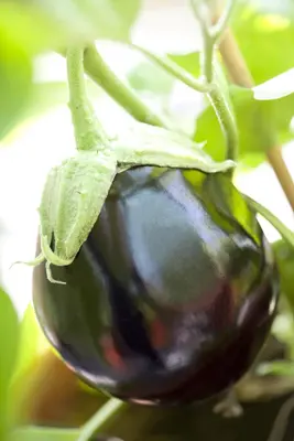 Solanum melongena (Aubergine) - afbeelding 4