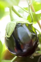 Solanum melongena (Aubergine) - afbeelding 4