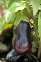 Solanum melongena (Aubergine) - afbeelding 5