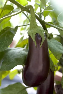 Solanum melongena (Aubergine) - afbeelding 6