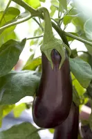 Solanum melongena (Aubergine) - afbeelding 6