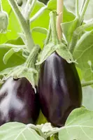 Solanum melongena (Aubergine) - afbeelding 11
