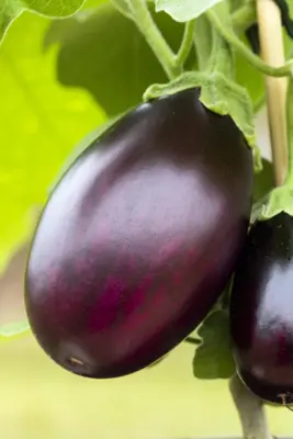 Solanum melongena (Aubergine) - afbeelding 18