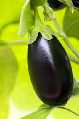 Solanum melongena (Aubergine) - afbeelding 19