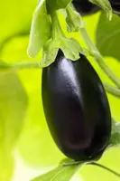 Solanum melongena (Aubergine) - afbeelding 19