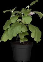Solanum melongena (Aubergine) - afbeelding 14