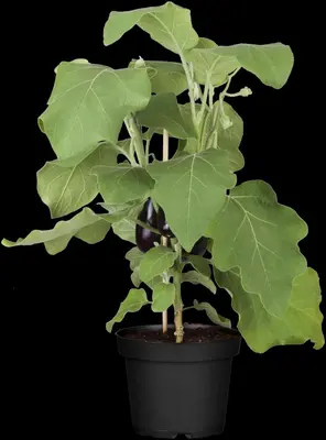 Solanum melongena (Aubergine) - afbeelding 9